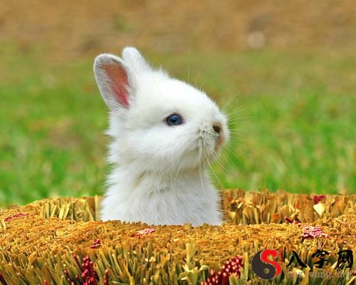 梦见兔子生一窝小兔子